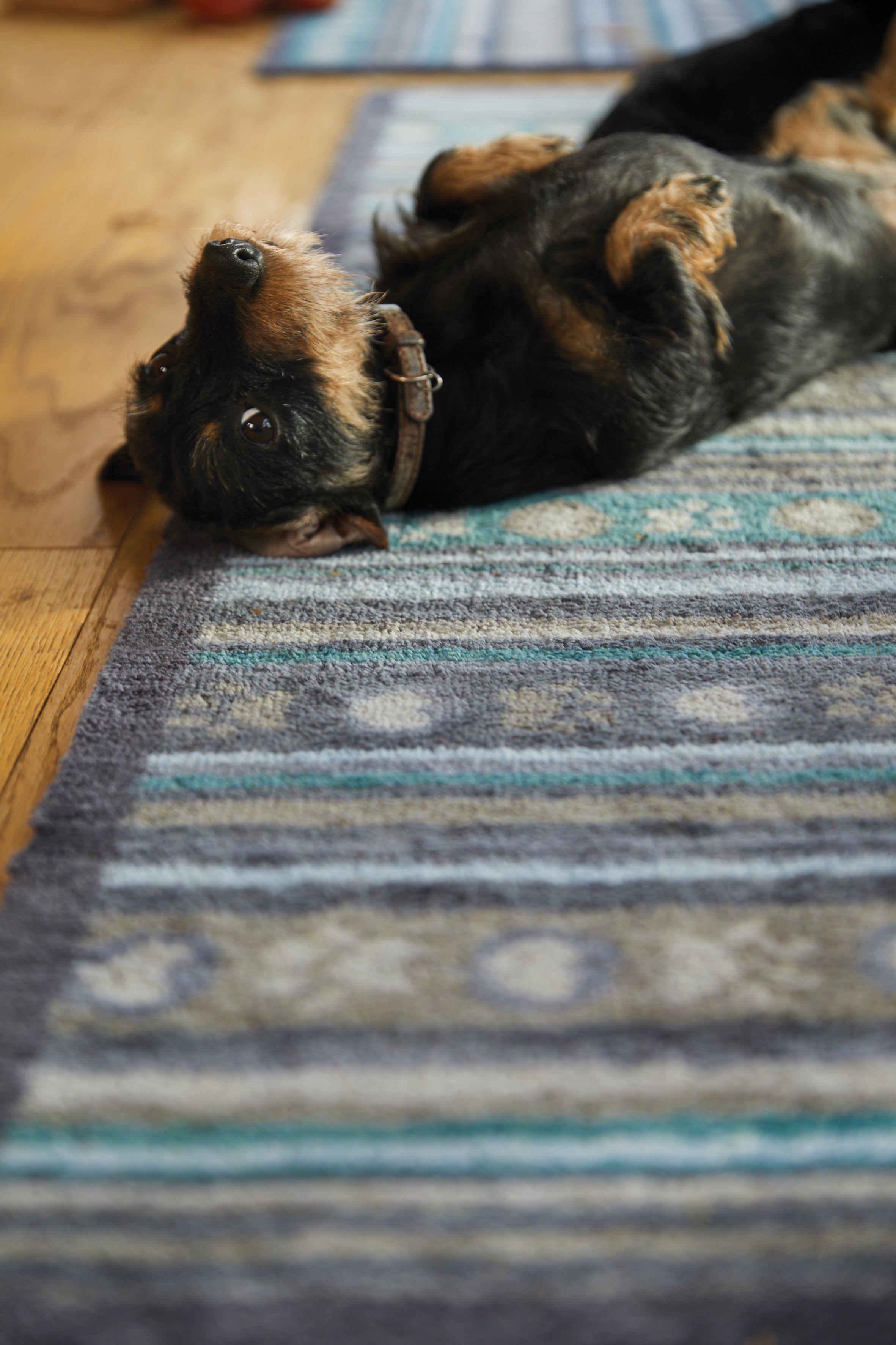 Pet 80 Runner