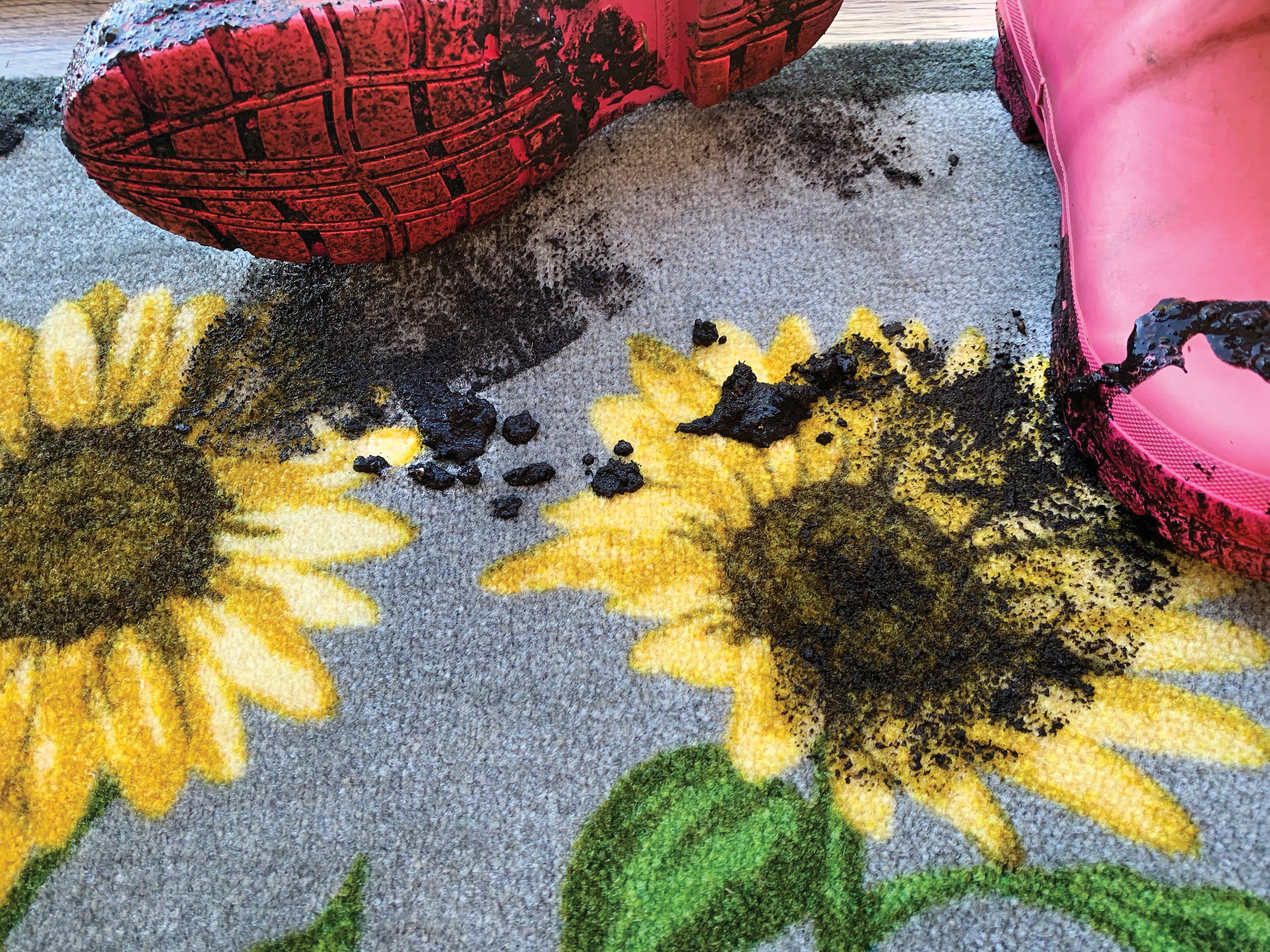 My Sunflowers