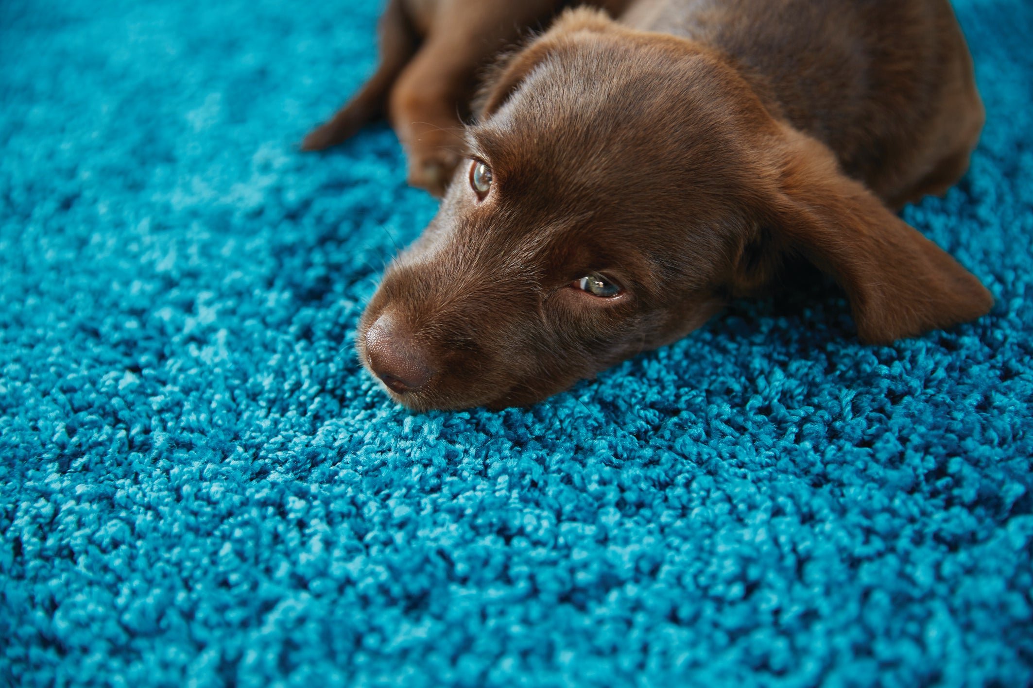 Buddy My Rug Teal - DoormatsOnline