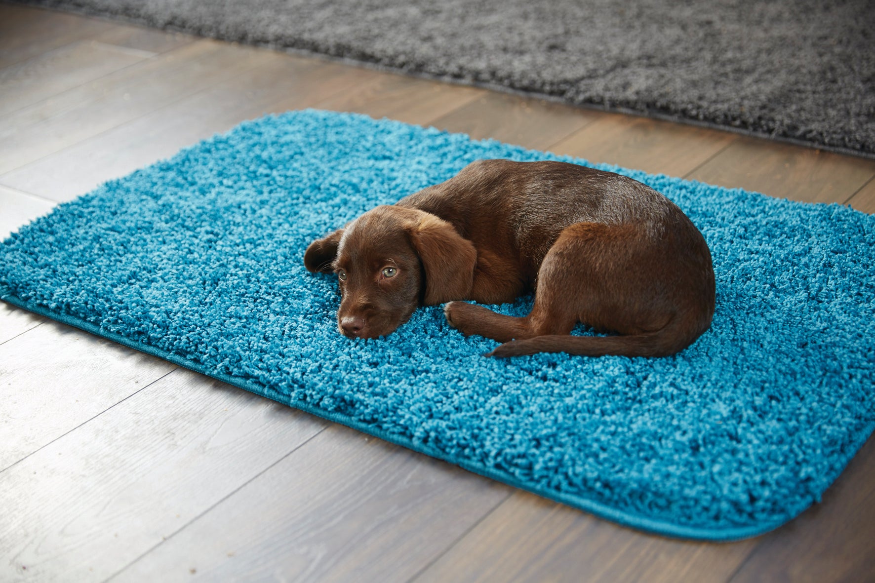 Buddy My Rug Teal - DoormatsOnline