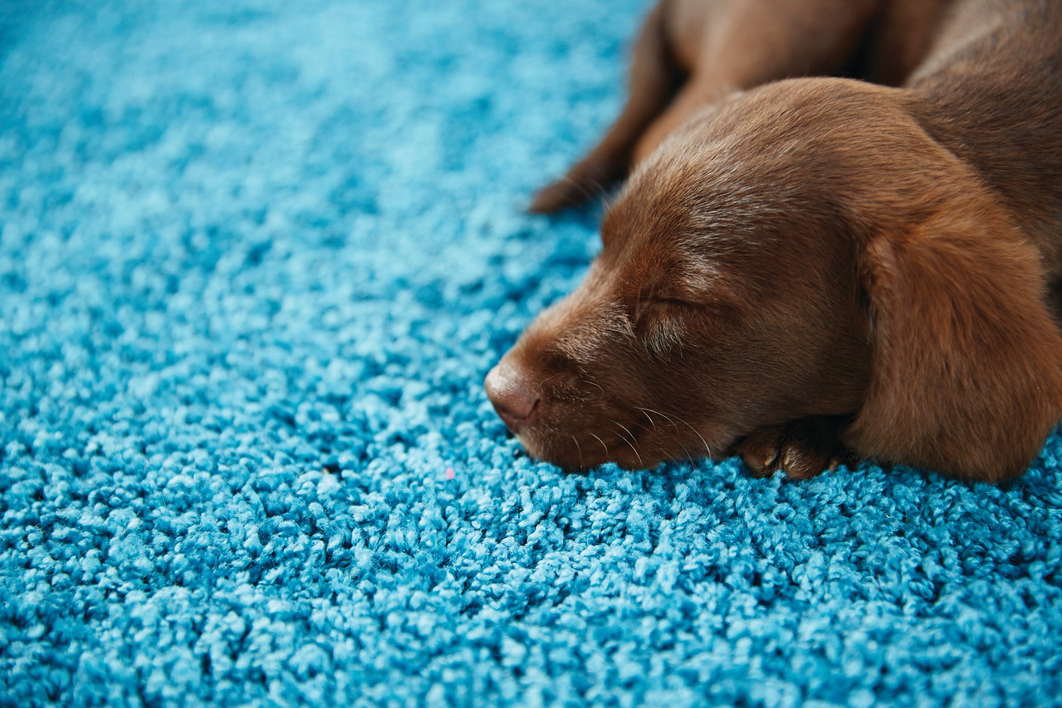 Buddy My Rug Teal - DoormatsOnline